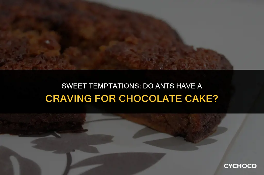 do ants like chocolate cake