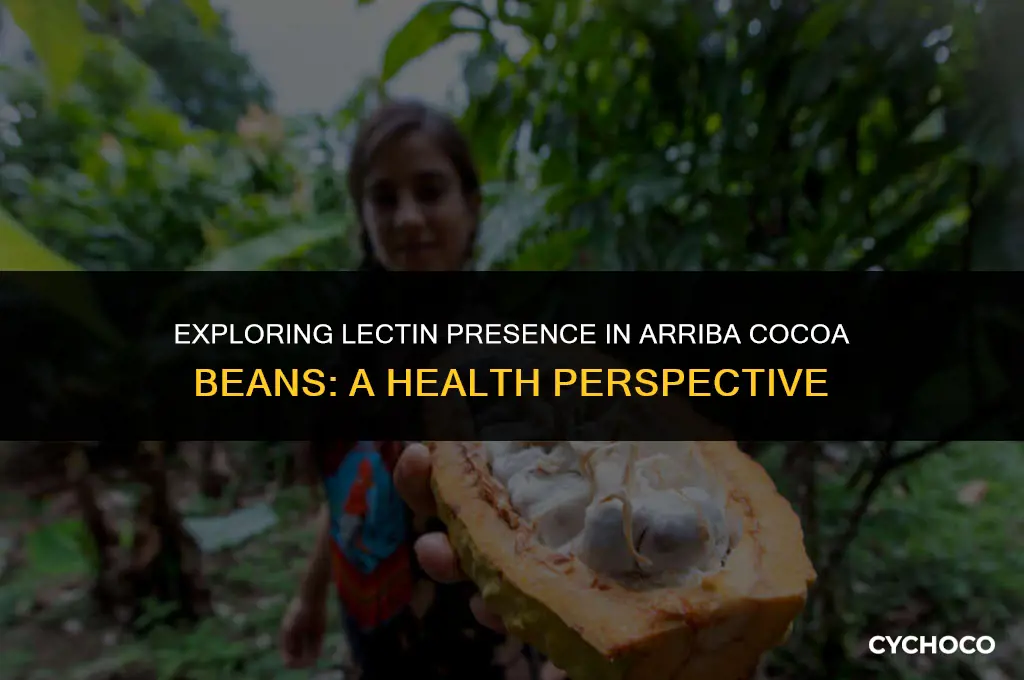 do arriba cocoa beans contain lectins