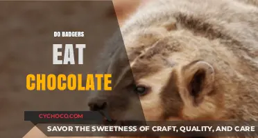 Sweet Tooth or Not: Do Badgers Really Eat Chocolate?
