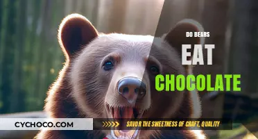 Sweet Tooth or Deadly Treat: Do Bears Really Eat Chocolate?