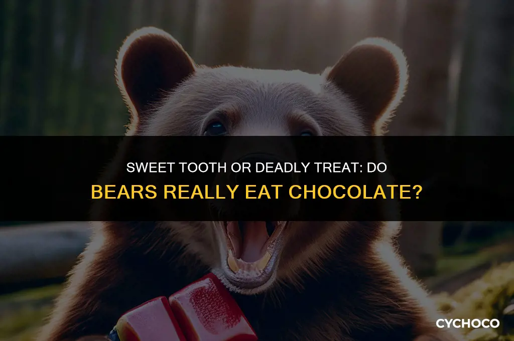 do bears eat chocolate