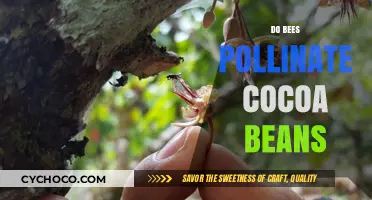 Nature's Sweet Symphony: The Essential Role of Bees in Cocoa Pollination