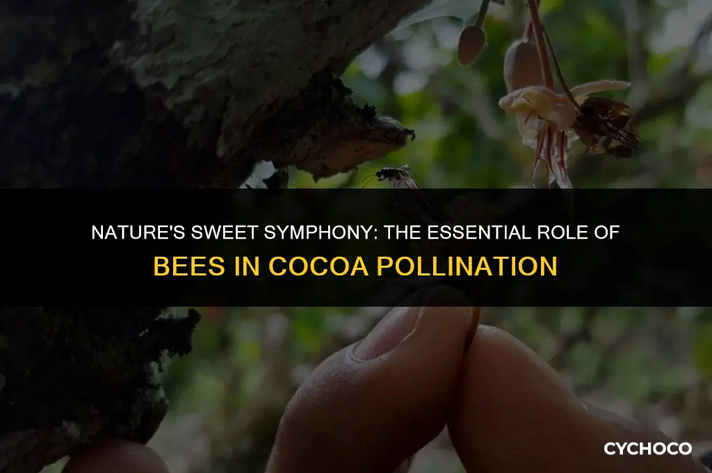 do bees pollinate cocoa beans
