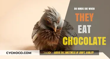 The Sweet Deception: Chocolate's Lethal Effects on Our Feathered Friends