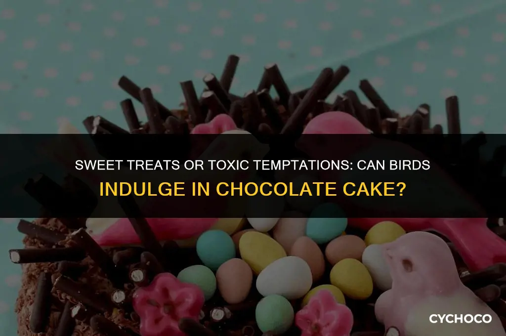 do birds eat chocolate cake