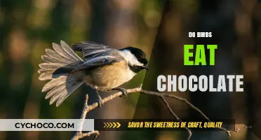 Can Birds Safely Eat Chocolate? Uncovering the Sweet Truth
