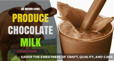 Unraveling the Myth: Do Brown Cows Really Produce Chocolate Milk?