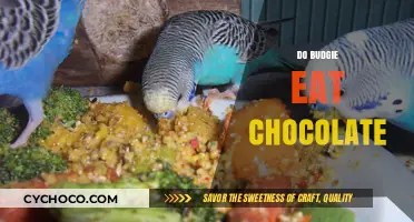 Sweet Treats for Budgies: Is Chocolate a Safe Snack?