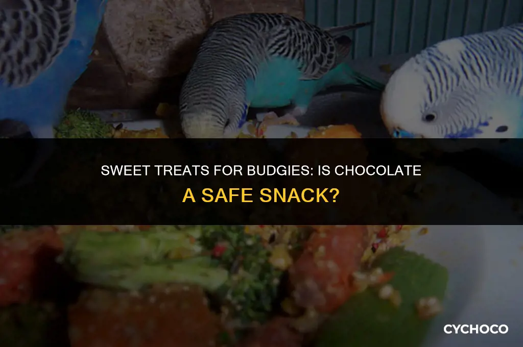 do budgie eat chocolate