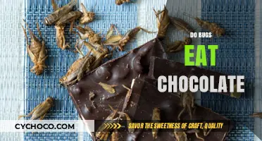 Sweet Temptations: Exploring Whether Bugs Crave Chocolate Too