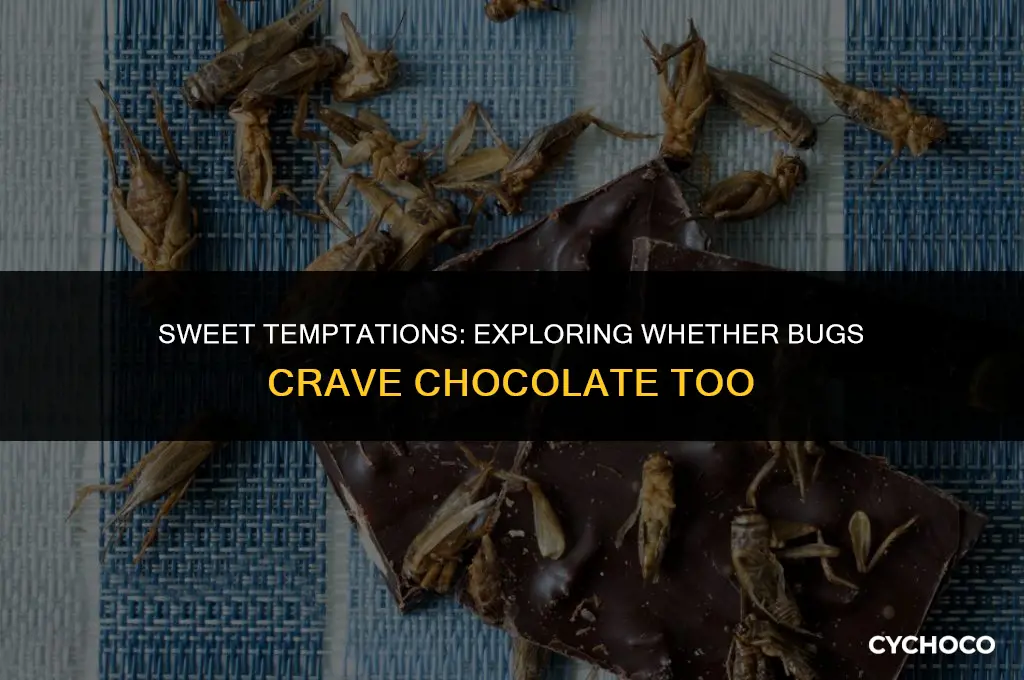do bugs eat chocolate
