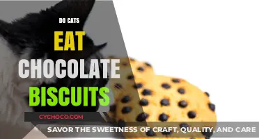 Feline Indulgence: The Truth About Cats and Chocolate Biscuits