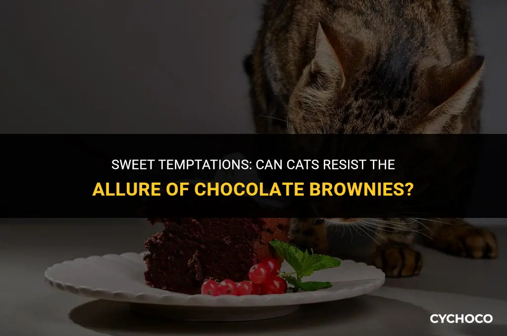 do cats eat chocolate brownie