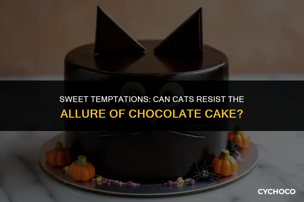 do cats eat chocolate cake