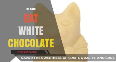 Sweet Temptations: Can Cats Resist the Allure of White Chocolate?