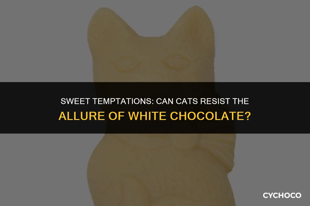 do cats eat white chocolate