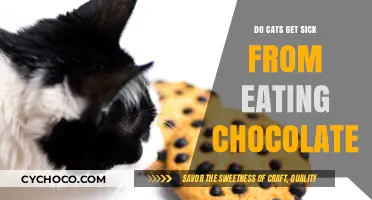 The Bitter Truth: Chocolate's Toxic Effects on Feline Friends