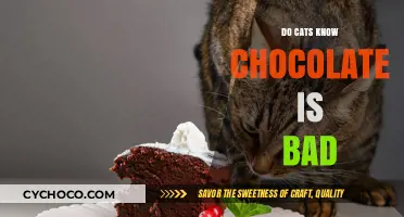Feline Wisdom: Do Cats Instinctively Avoid Chocolate?