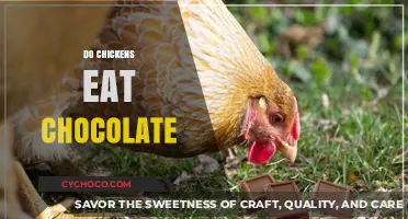Sweet Treats for Feathered Friends: Do Chickens Enjoy Chocolate?