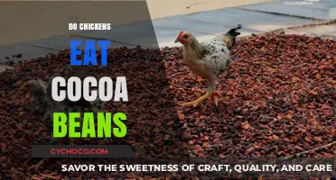 Chickens and Cocoa Beans: A Surprising Dietary Connection?