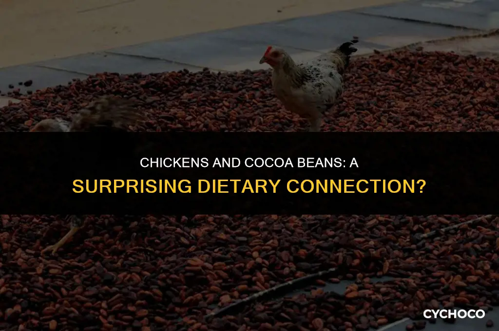 do chickens eat cocoa beans