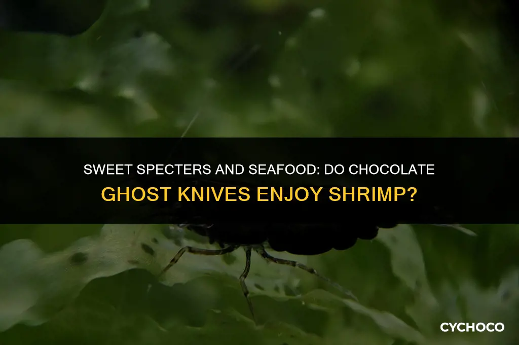 do chocolate ghost knife eat shrimp