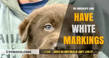 Exploring the Unique Markings of Chocolate Labrador Retrievers