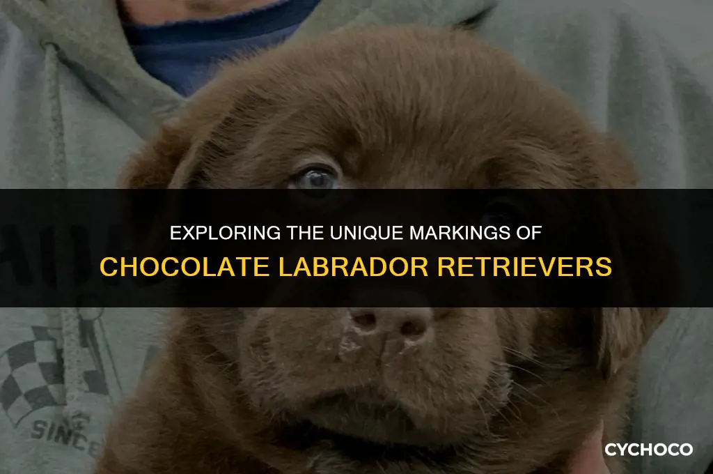 do chocolate labs have white markings