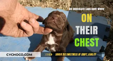 Do Chocolate Labs Have White on Their Chest?