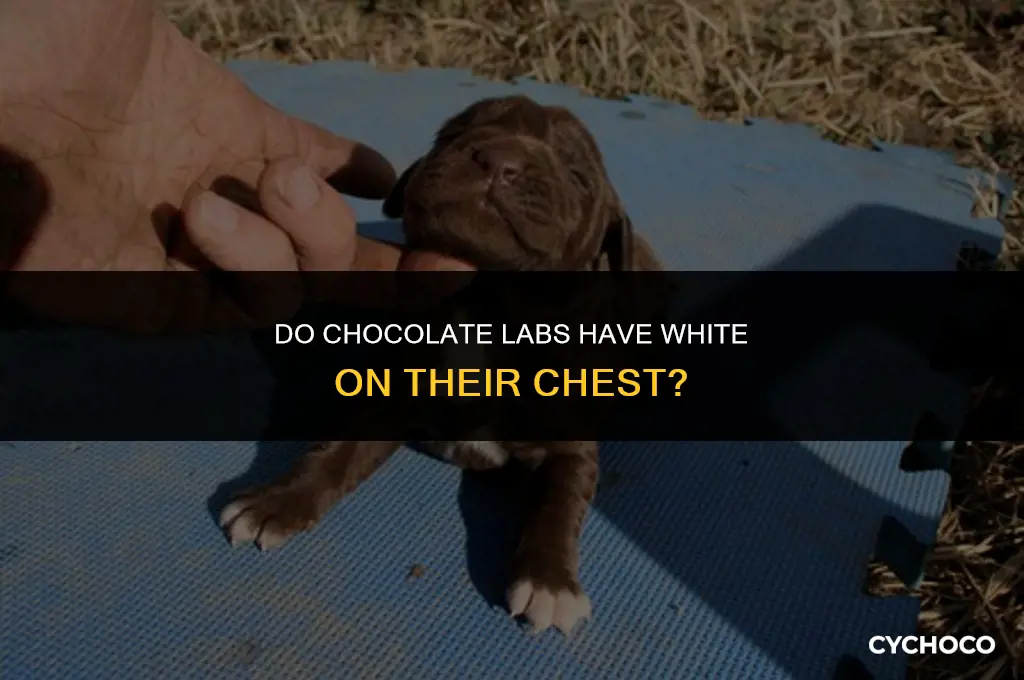 do chocolate labs have white on their chest