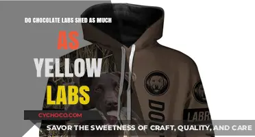 Shedding Showdown: Chocolate Labs vs. Yellow Labs - The Truth Unveiled