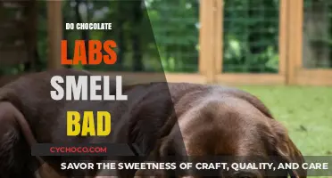Do Chocolate Labs Have a Strong Odor? The Truth Revealed