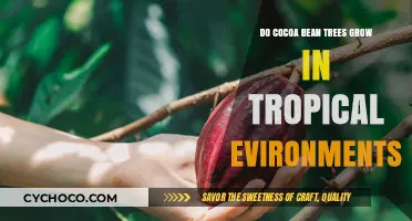 Exploring Cocoa Bean Trees: Do They Thrive in Tropical Climates?