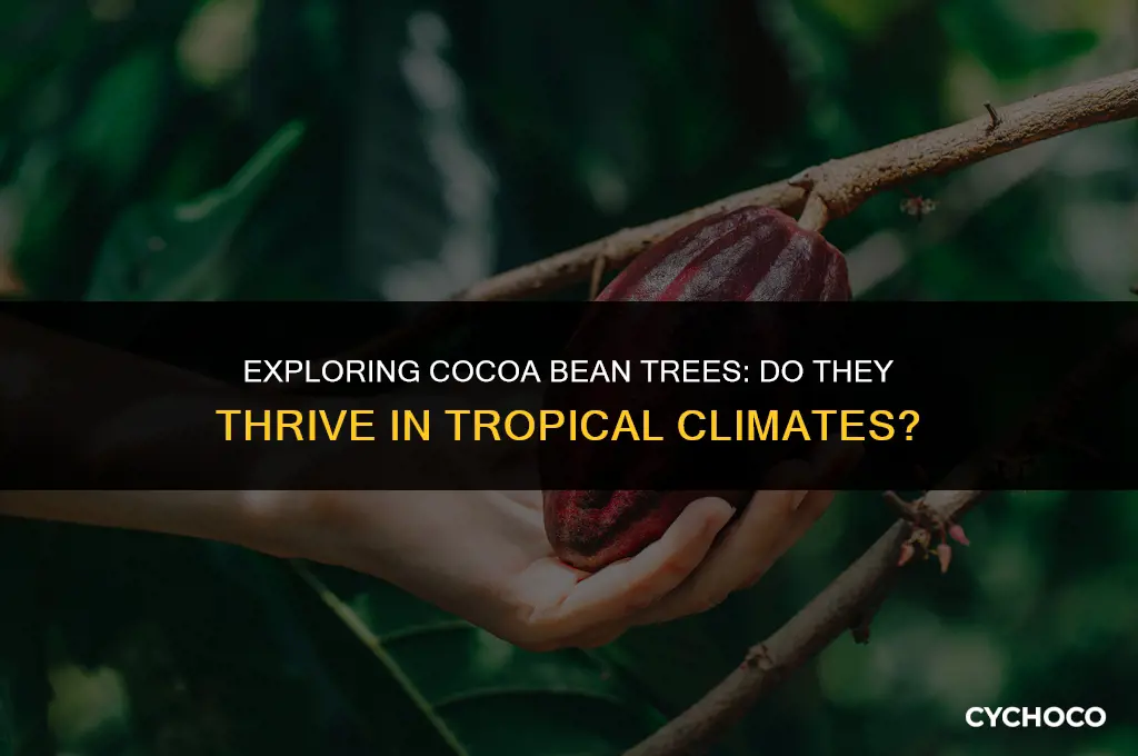 do cocoa bean trees grow in tropical evironments
