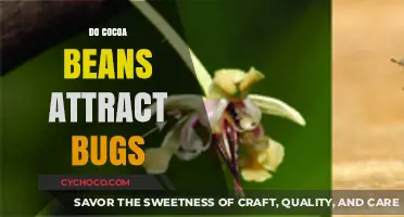 The Surprising Truth: Cocoa Beans and Their Bug-Attracting Properties