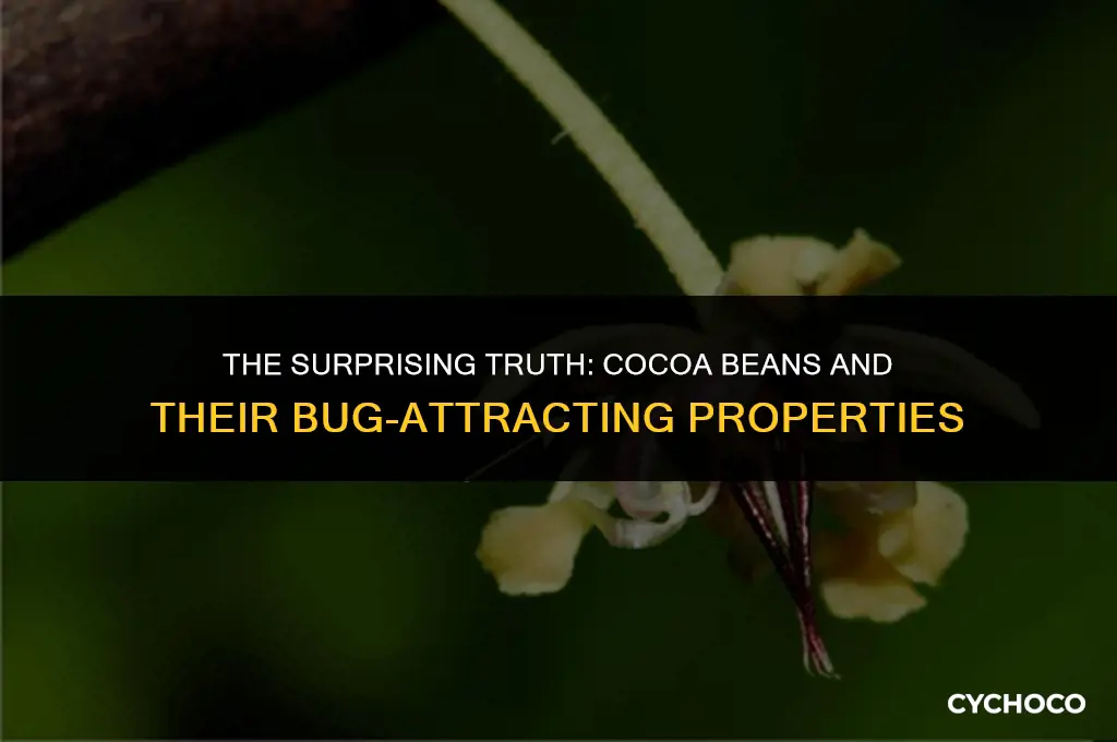 do cocoa beans attract bugs