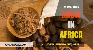 Exploring Africa's Role in Global Cocoa Bean Production
