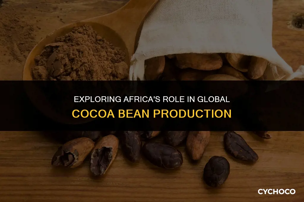 do cocoa beans grow in africa