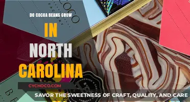 Exploring Cocoa Cultivation: Can Beans Thrive in North Carolina?