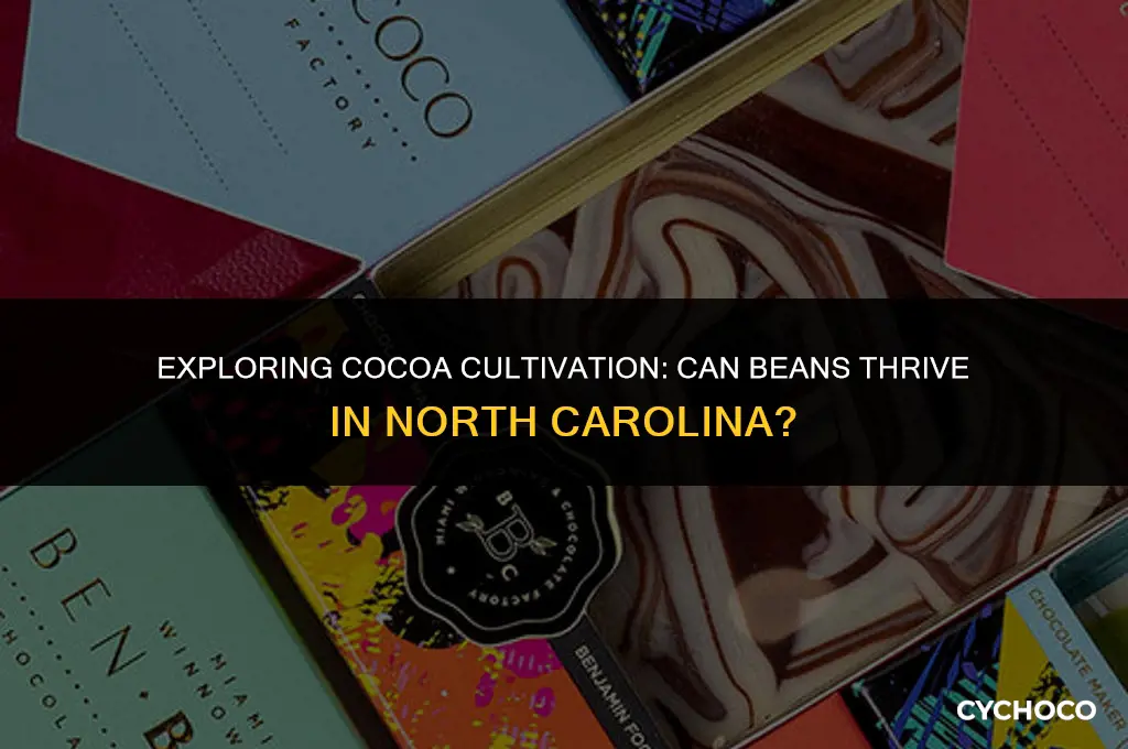 do cocoa beans grow in north carolina