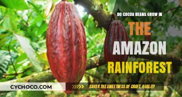 Exploring Cocoa Bean Cultivation in the Amazon Rainforest