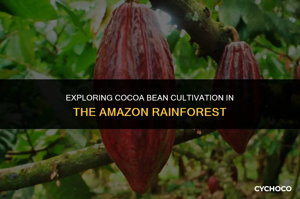 do cocoa beans grow in the amazon rainforest