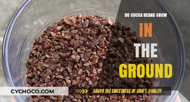 Unveiling the Mystery: Where Cocoa Beans Truly Originate