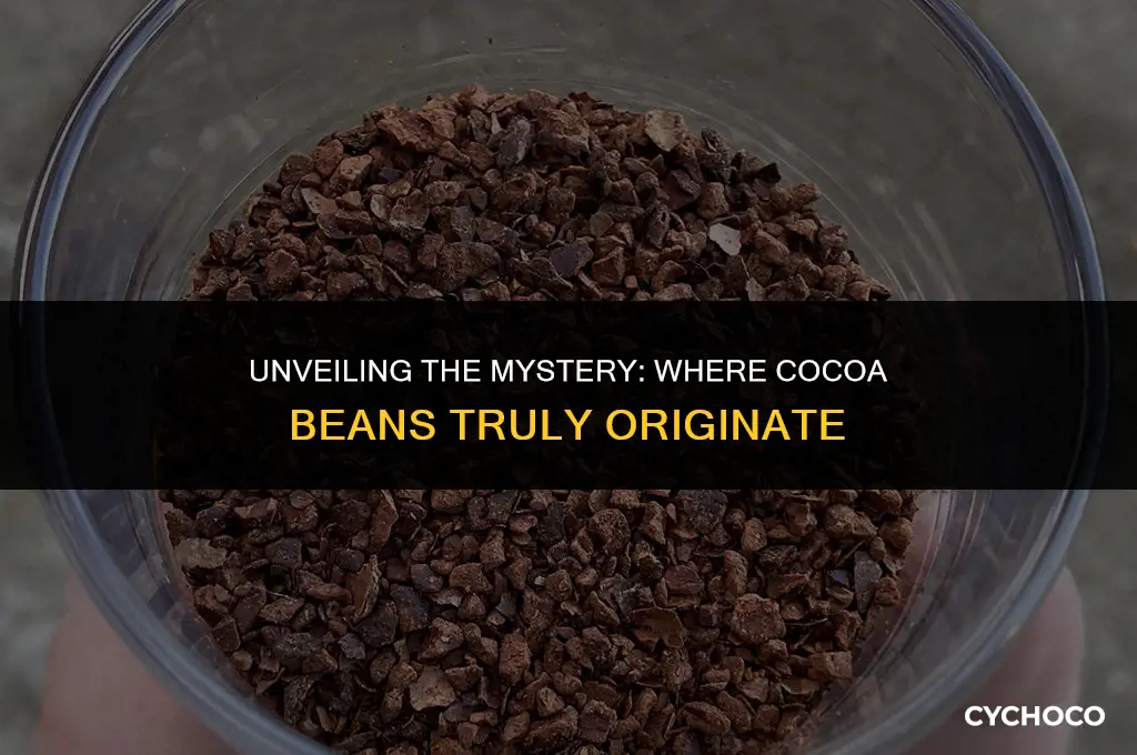 do cocoa beans grow in the ground