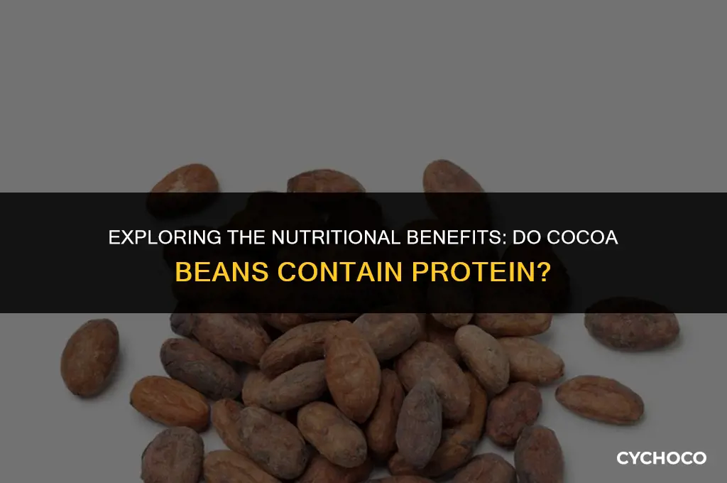 do cocoa beans have protein