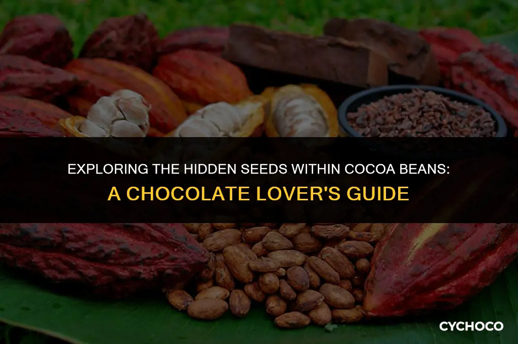 do cocoa beans have seeds