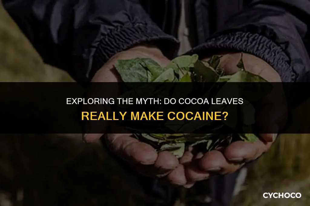 do cocoa leaves make cociae