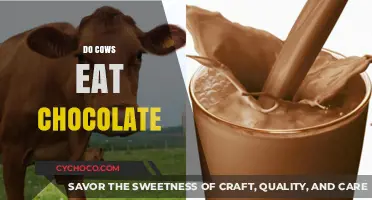 Sweet or Sour: The Truth About Cows and Chocolate Cravings