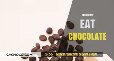 Sweet or Sour: Do Crows Crave Chocolate?