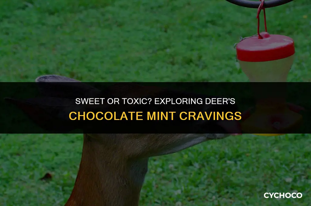 do deer eat chocolate mint